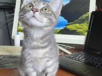 Красивый умный котик дымчато-голубого цвета