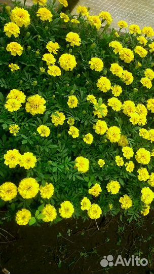 Продажа рассады цветов