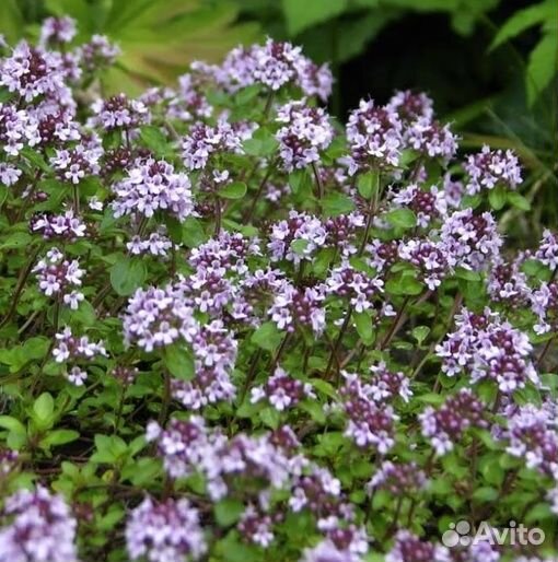 Тимьян, живучка, хауттюйния - покровные растения