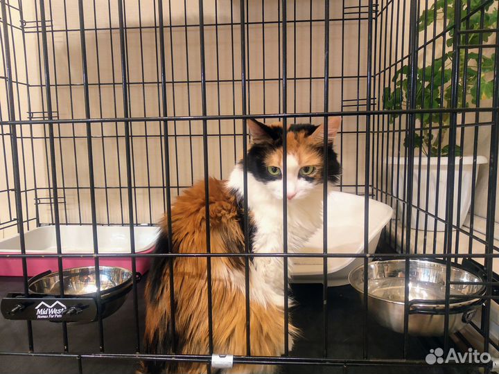 Клетка для собак и кошек (можно в аренду)
