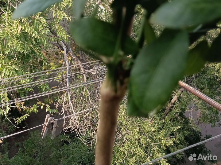 Микроцитрус Фаустромедин