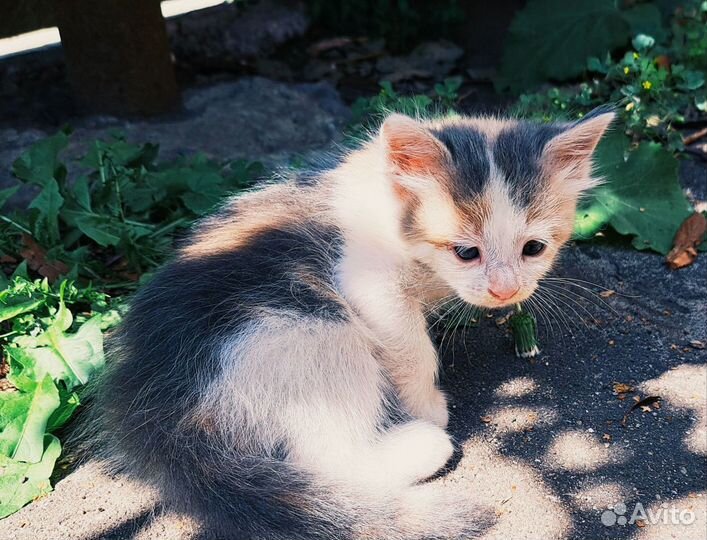 Кошки в добрые руки котята