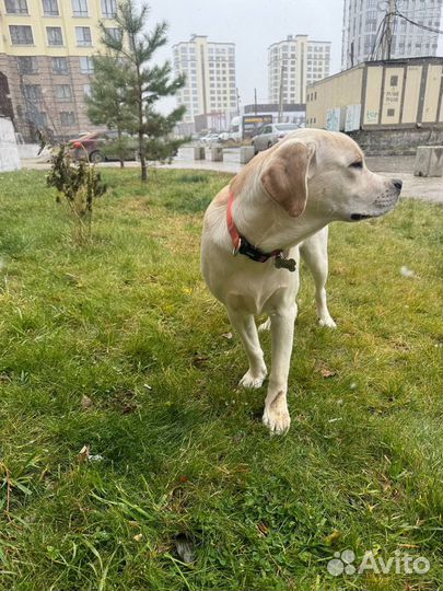 Лабрадор щенок 8 мес