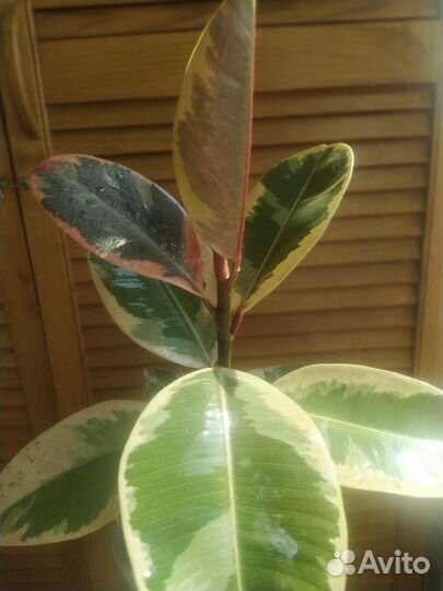 Фикус Тенеке