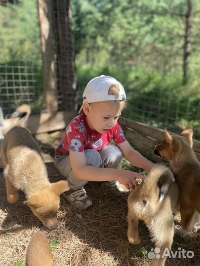 Щенки лайки (метис ) мама лайка щенки