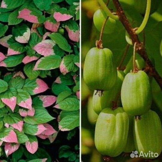 Актинидия коломикта