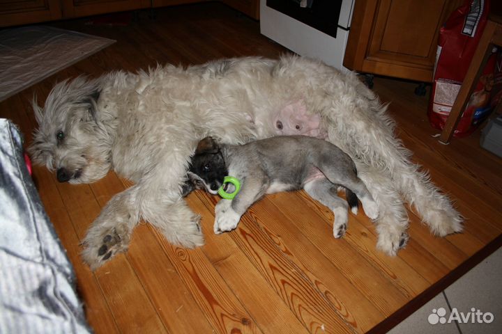 Отдам щенка в добрые руки