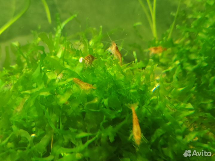 Креветки, мальки гуппи, роголсник, мелании улитки