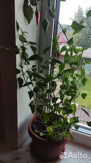 Рассада острого комнатного перца