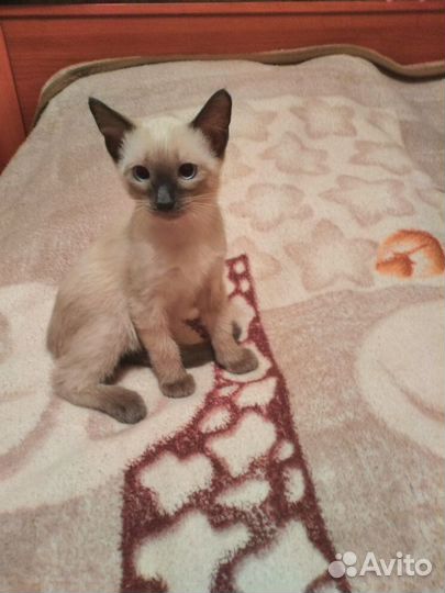 Котята