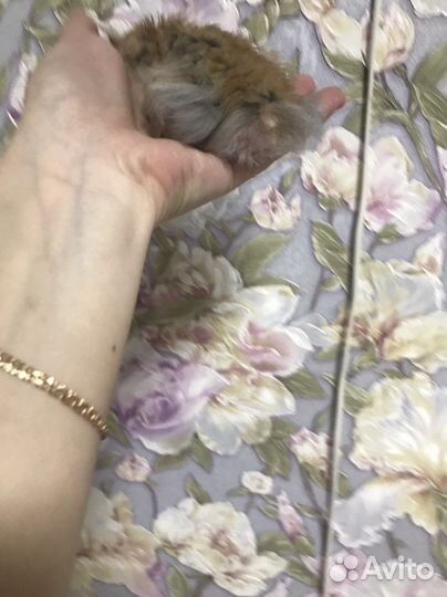 Сирийские хомячки