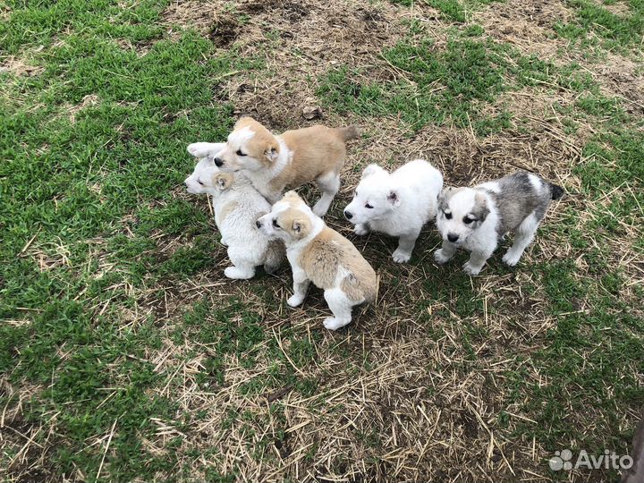 Щенки алабая