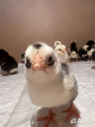 Цыплята разные
