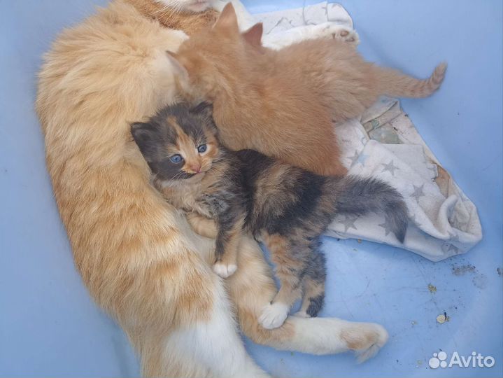 Котята в добрые руки