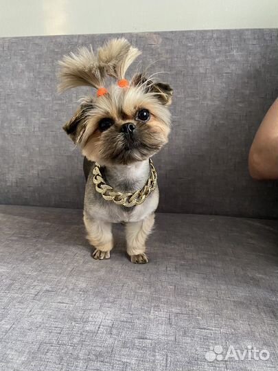 Йоркширский терьер мальчик вязка