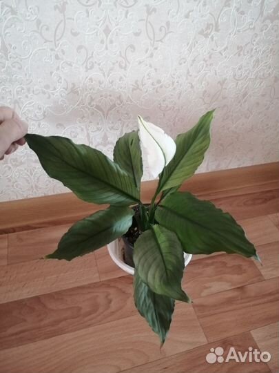 Спатифиллум Спилт Милк и другие