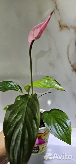 Спатифиллум беллини розовый