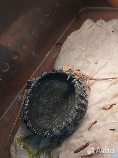 Бородатая агама маленькие