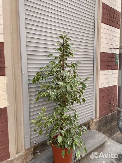 Бенджамина фикус