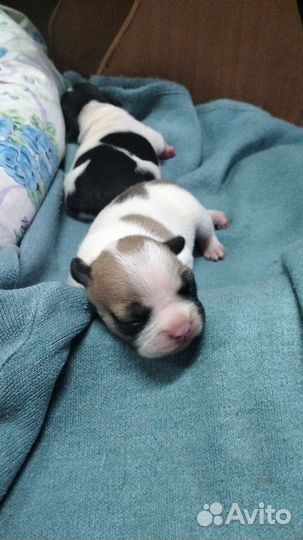 Французский бульдог щенки