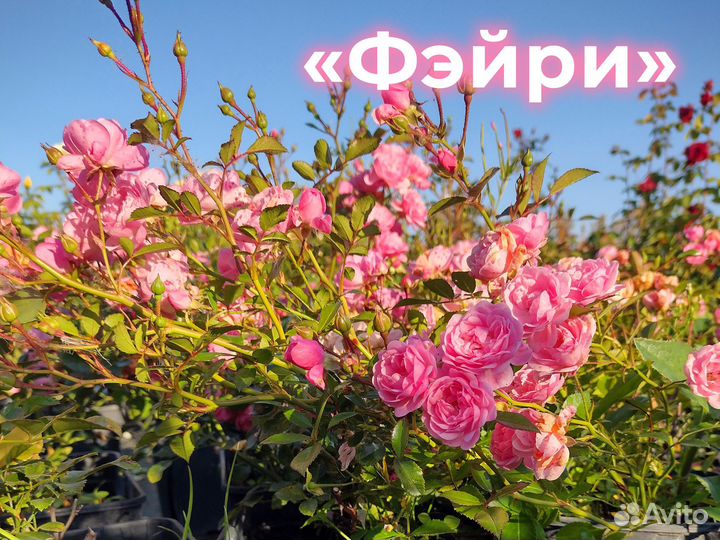 Розы Почвопокровные Оптом Питомник