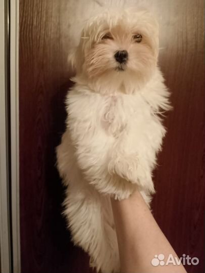 Мальтипуf1 мини мальчик