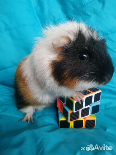 Морская свинка Американский тедди