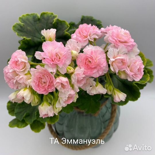 Сортовые Пеларгонии (Герань)