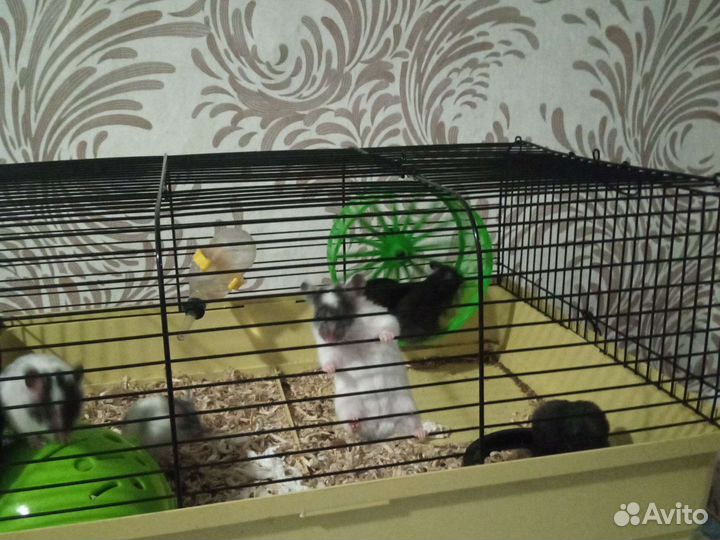 Сирийский хомяк