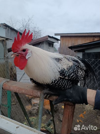 Петух брекель серебристый