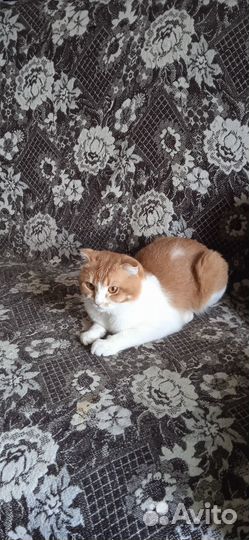 Отдам котика в добрые руки