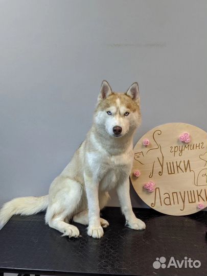 Сибирский хаски