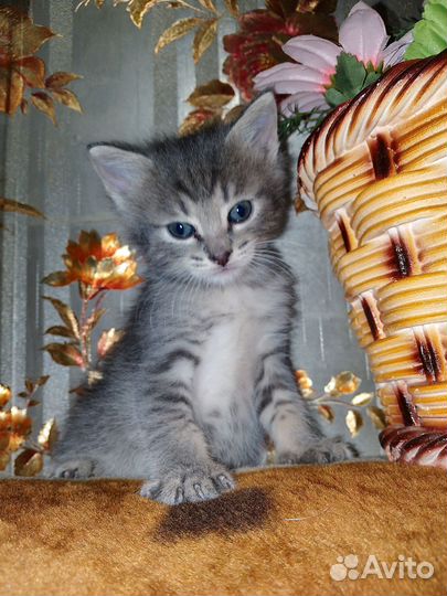 Три котёнка