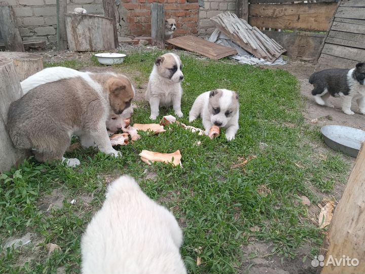 Щенки кавказской овчарки