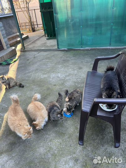 Кошка в дар