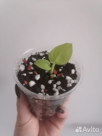 Спатифиллум Лемон Лайм