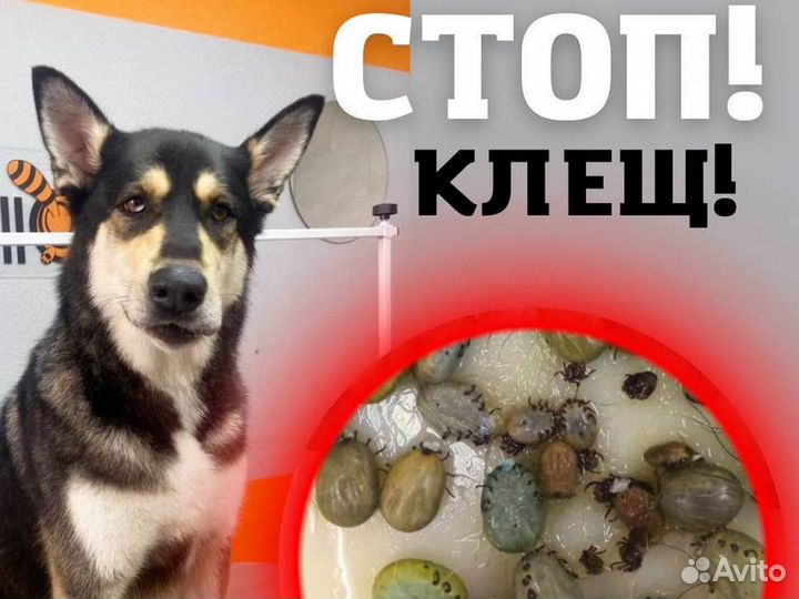 Обработка собак от клещей и блох