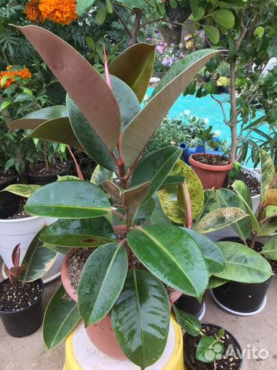 Фикус эластика — классика