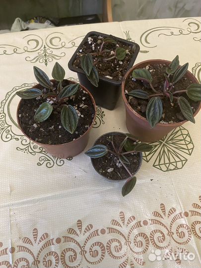 Хедера,пеперомия россо