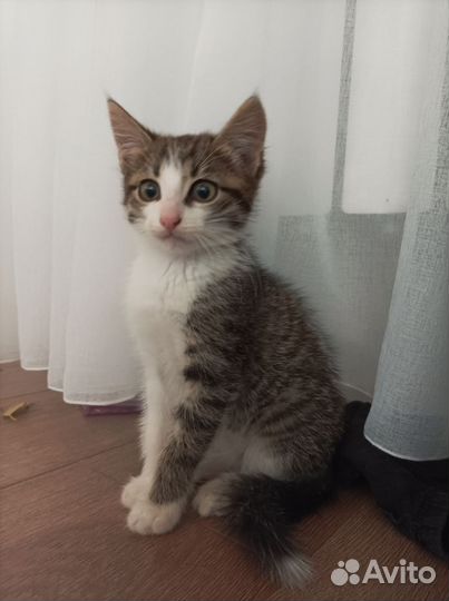 Котенок