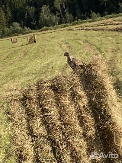 Сено в рулонах 2023