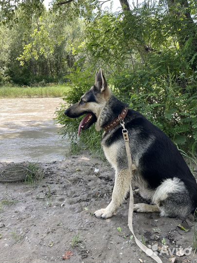 Вязка восточноевропейская овчарка