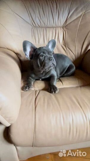 Французский бульдог девочки