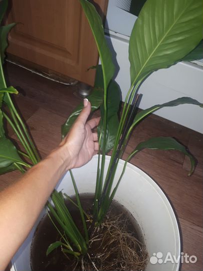 Спатифиллум