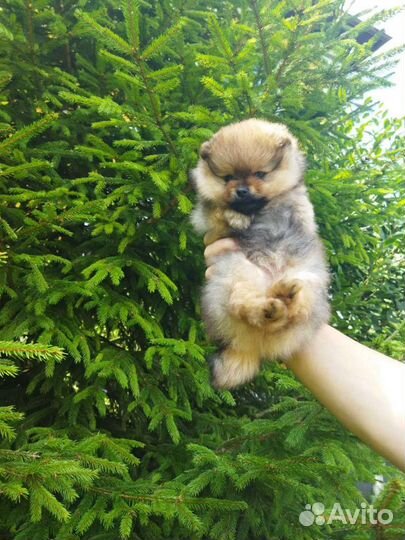 Померанский шпиц медвежьего типа