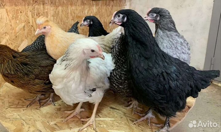 Курочки молодки Чешский Доминант