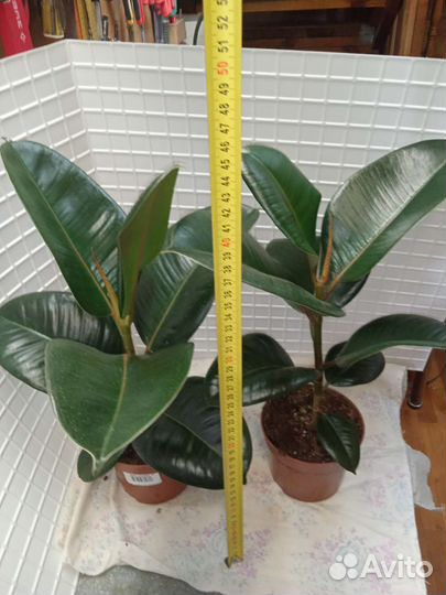 Фикус робуста, бэлиз, канарский плющ, хедера