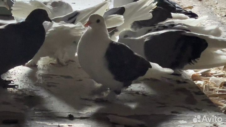 Продажа голубей