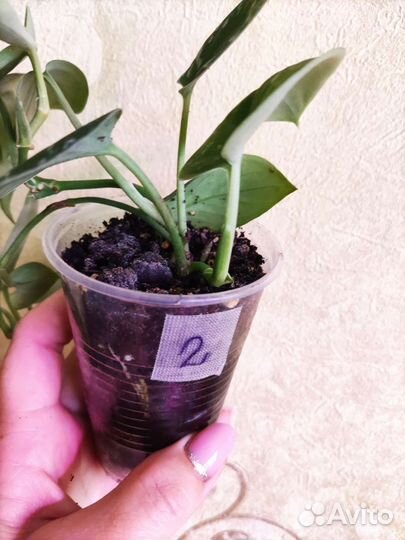 Сциндапсус Сильвер Энн