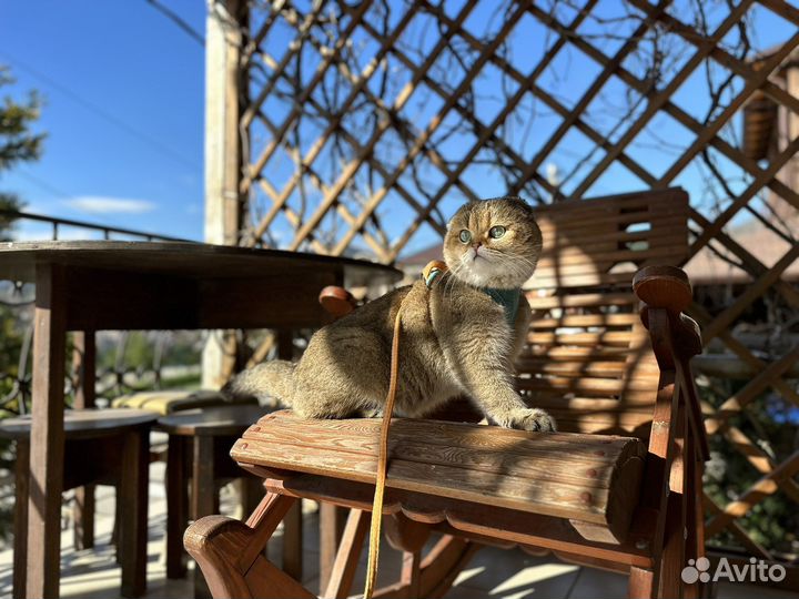 Шотландский кот